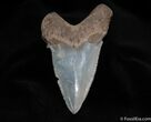 Very Large Angustiden Shark Tooth - Inches #100-2